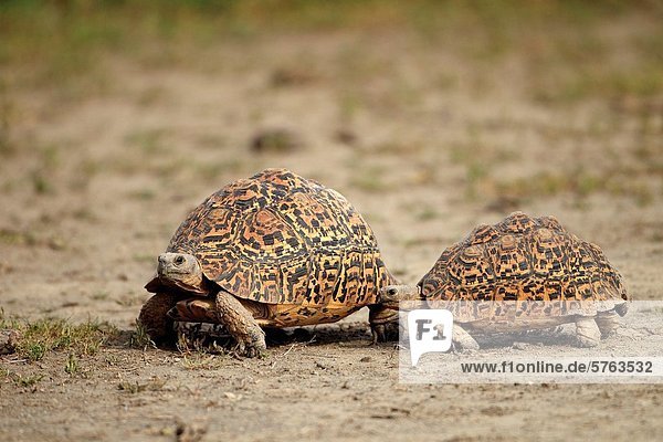 Couple of leopard tortoises
