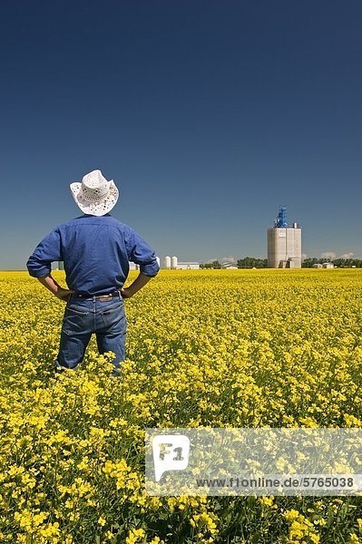 Man looks out over a blooming canola field with an inland grain terminal in the background  near Fannystelle  Manitoba  Canada