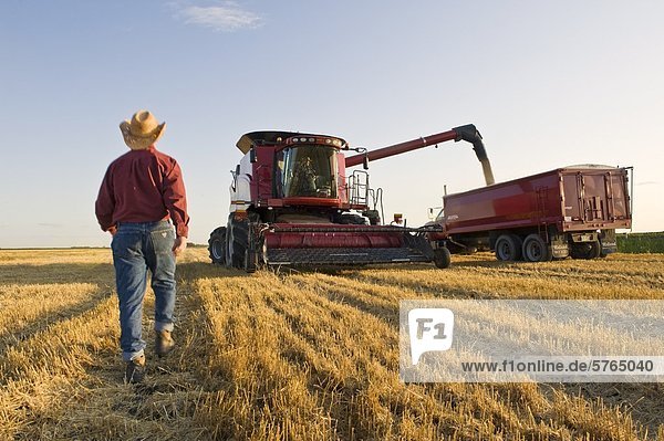 Farmer walking towards a combine harvester as it empties spring wheat into a farm truck  Dugald  Manitoba  Canada