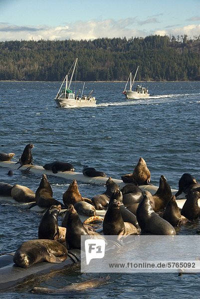 Hering Clupeidae Seelöwe Sinnlichkeit Bucht British Columbia Kanada Hering