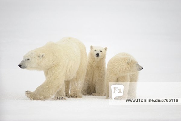 Eisbär (Ursus Maritimus) Mutter und Jungtiere