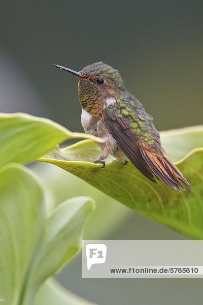 Scintillant Hummingbird (Selasphorus Scintilla) thront auf einem Blatt in Costa Rica.