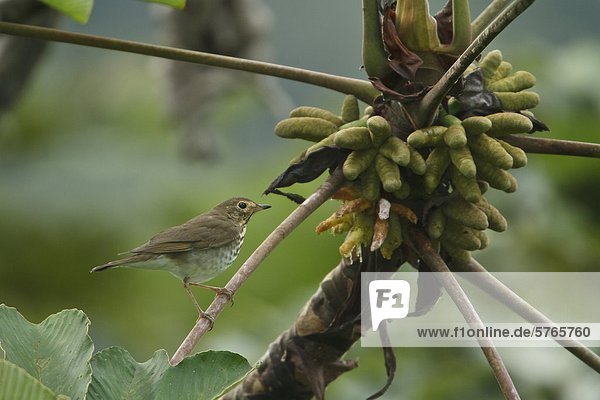 Swainson's Thrush (Catharus Ustulatus) thront auf einem Zweig in Ecuador.