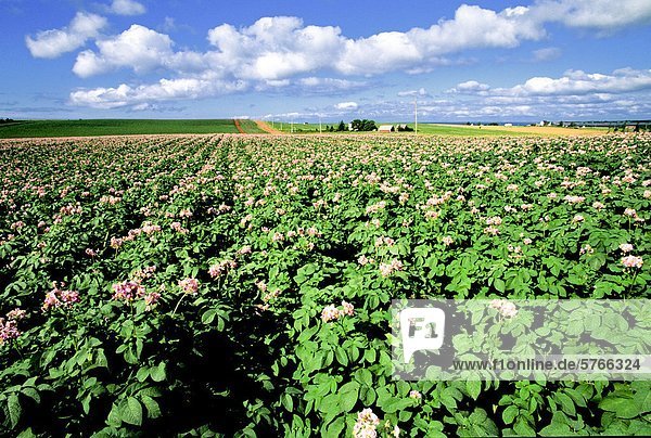 Potato field in bloom  Hampton  Prince Edward Island  Canada