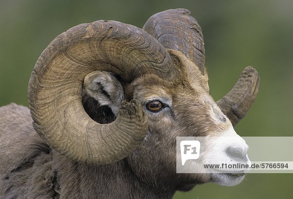 Bighorn-Schafe (Ovis Canadensis) Männchen  Alberta  Kanada.