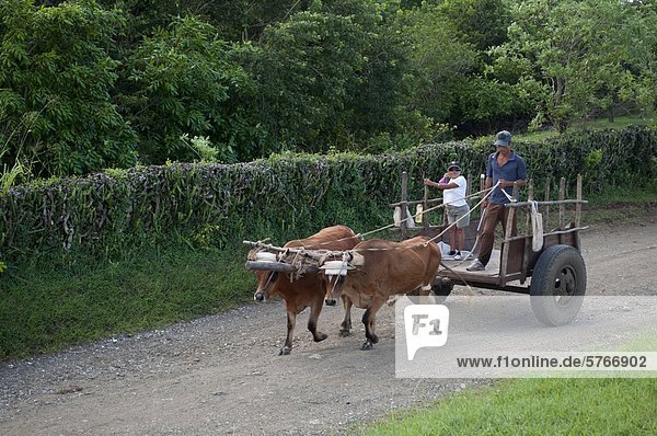 Oxen powered cart in rural area near Holguin  Cuba