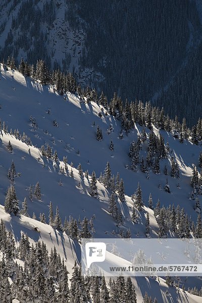 A man backcountry skiing in the Kicking Horse Backcountry  Golden  Britsh Columbia  Canada