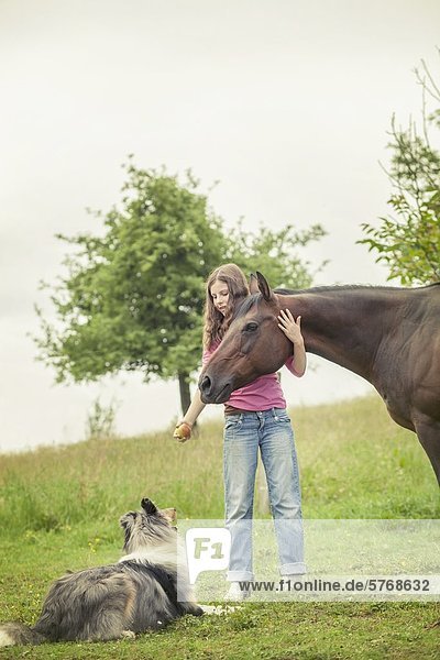 Paint Horse and Collie  Traishof  Koenigsbach-Stein  Baden-Wuerttemberg  Germany  Europe