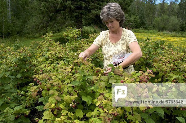 Woman standing in middle of red raspberry patch to pick berries  near Thunder Bay. Ontario. Canada.