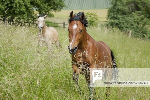 Quarter-Mix and Paint horse on meadow  Traishof  Königsbach-Stein  Brandenburg  Deutschland  Europa