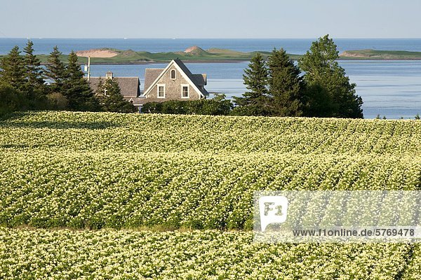 Springbrook  Prince Edward Island  Kanada. Kartoffeln in New London Bay und die Sanddünen auf Prince Edward Island National Park in der Ferne Felder blühen