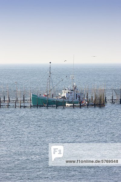 Fischerboote Ernte Hering von Weir Netze  Deep Cove  Grand Manan Island  Bucht von Fundy  Nova Scotia  Kanada