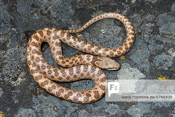 Nacht-Schlange (Hypsiglena Torquata)  Okanagan Valley  Britisch-Kolumbien  Kanada