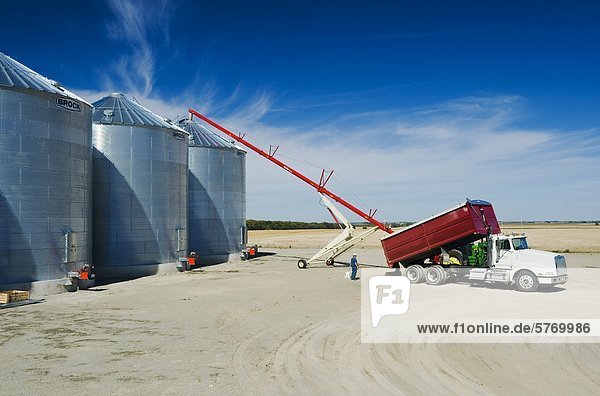 Ein Landwirt entlädt einen Korn-LKW mit Raps in einem Lagerplatz Getreide geladen während der Ernte  in der Nähe von Holland  Manitoba  Kanada