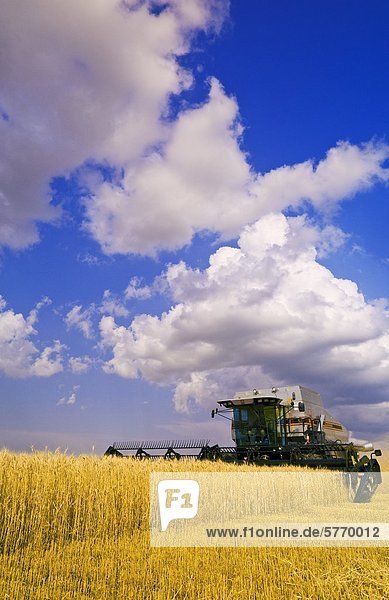 A combine harvesters works in a field of winter wheat  developing cumulonimbus clouds in the background near Lorette  Manitoba  Canada