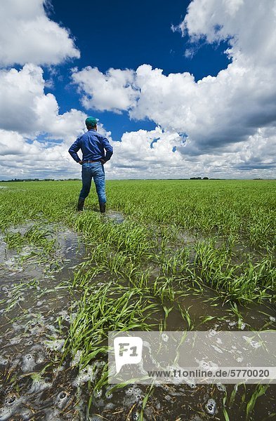 A farmer in a flooded early growth barley field  developing storm clouds in the sky  near Niverville  Manitoba  Canada