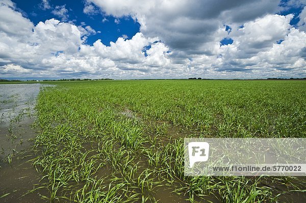 A flooded early growth barley field  developing storm clouds in the sky  near Niverville  Manitoba  Canada
