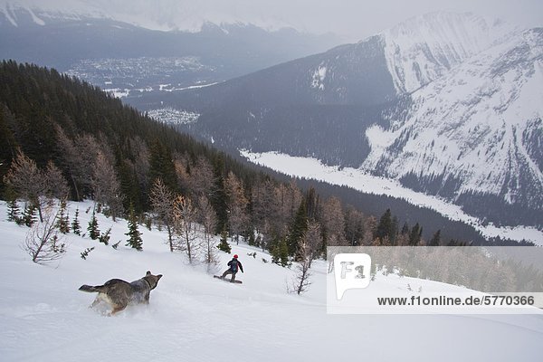A man descends a powerfield on his splitboard with his dog following  Kananaskis backcountry  near Canmore  Alberta  Canada