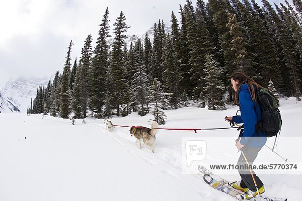 A man uses his dogs to ski tour across a frozen lake in Banff National Park  Icefields Parkway  Alberta  Canada