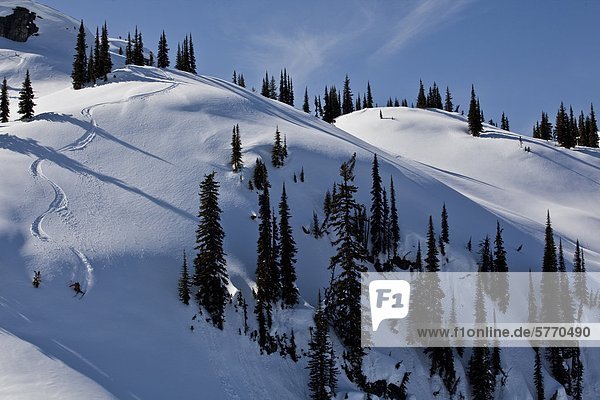 A male skier earns his turns and skis fresh powder while ski touring at  Sol Mountain Lodge  Monashees  British Columbia  Canada