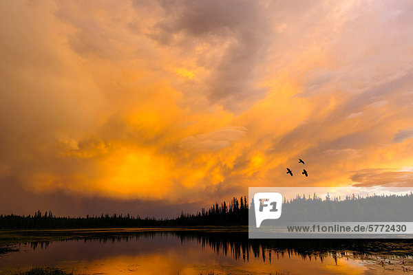 Kolkrabe (Corvus Corax) fliegen über einen boreal See bei Sonnenuntergang  Umgebung Yellowknife  Nordwest-Territorien  Nordkanada