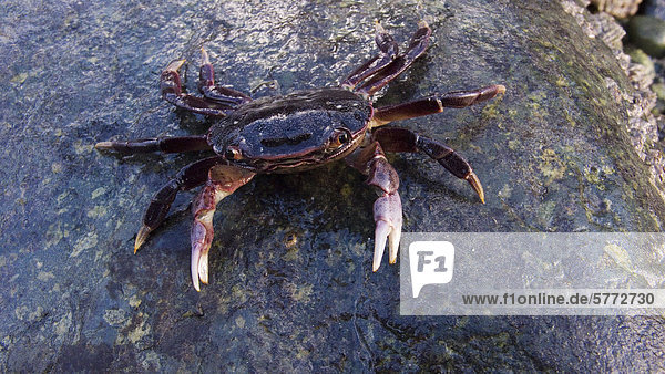 Shore crab (Hemigrapsus spp.)