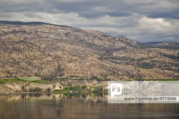 Reflection of some Naramata bench vineyards on Okanagan Lake  British Columbia  Canada.