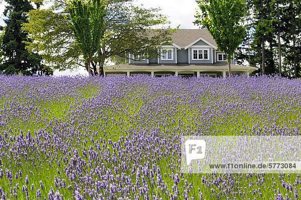 Kopfsteinpflaster Wohnhaus Hügel Bauernhof Hof Höfe Bett frontal Feld Frühstück British Columbia Kanada Lavendel