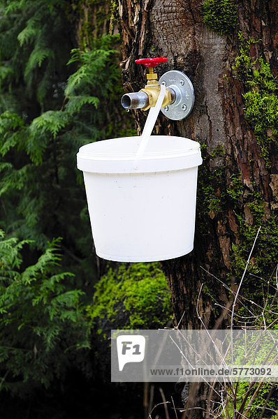 Klopfen Ahornsirup aus einem Ahornbaum im British Columbia Forest Discovery Centre in Duncan  British Columbia  Kanada.
