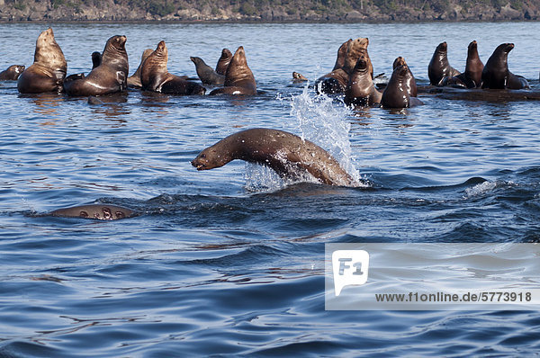 Wasser Insel springen Seelöwe Stellersche Seelöwe Eumetopias jubatus Kanada Vancouver