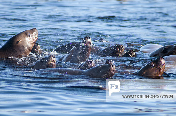 Wasser Insel springen Seelöwe Stellersche Seelöwe Eumetopias jubatus Kanada Vancouver