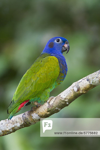 Blaue Spitzen Papagei (Pionus Menstruus) thront auf einem Zweig in Peru.