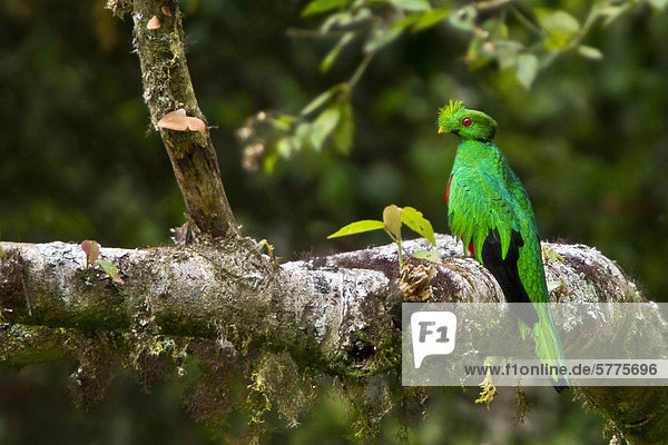 Hauben-Quetzal (Pharomachrus Antisianus) thront auf einem Zweig in Peru.