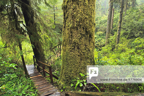 Boardwalk through Western Red Cedar trees (Thuja plicata) in the Rainforest Trail  Pacific Rim National Park  Vancouver Island  British Columbia  Canada.
