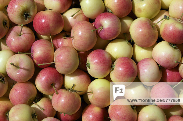 Full frame of ripe apples from Northern Ontario  Canada