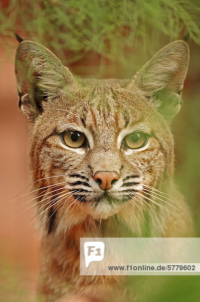 Rotluchs (Lynx rufus  Felis rufa)  Portrait  captive  Florida  USA