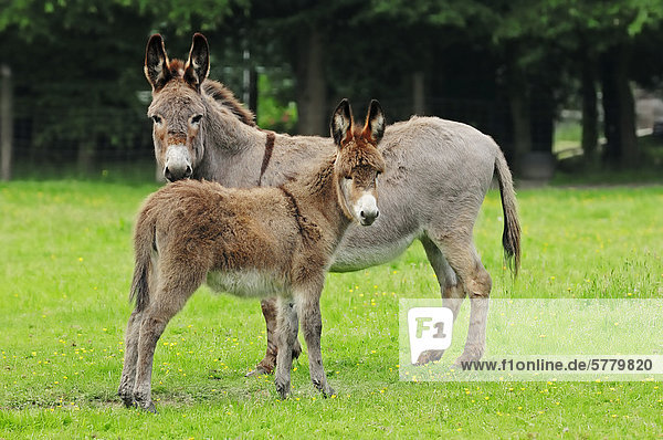 Donkey (Equus asinus asinus)  a mare and a foal standing in the pasture  North Rhine-Westphalia  Germany  Europe