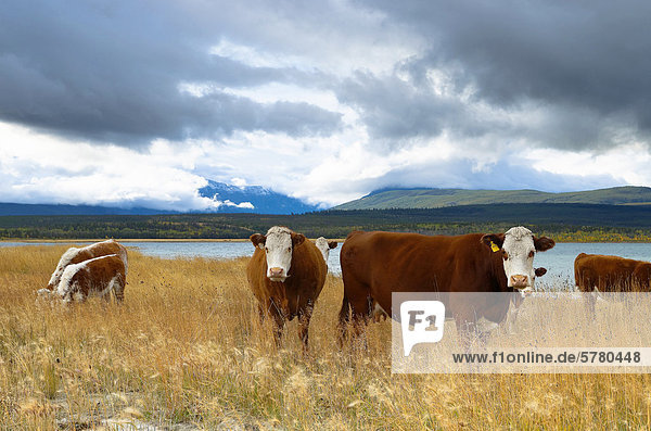 Cattle  Choelquoit Lake  Chilcotin Region  British Columbia  Canada