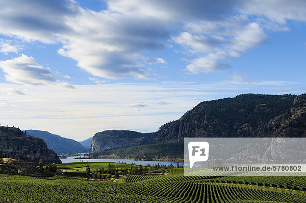 Blue Mountain Vineyard  overlooking Vaseux Lake  Okanagan Region  British Columbia  Canada