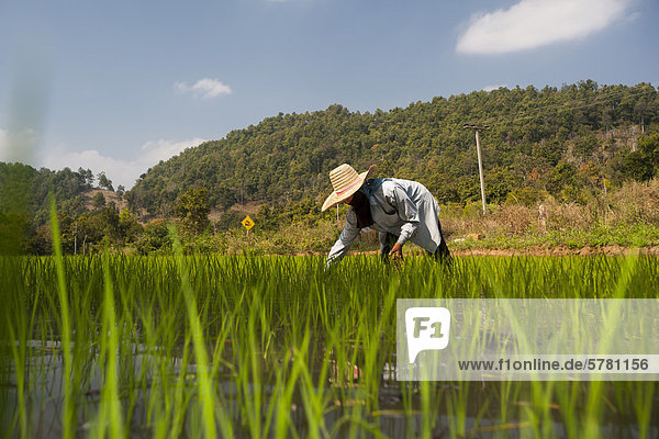 Female farmer with a hat  working in a rice paddy  rice plants in the water  rice farming  Northern Thailand  Thailand  Asia