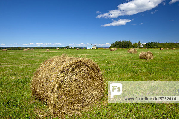 Baled hay near Wallace  Sunrise Trail  Nova Scotia  Canada