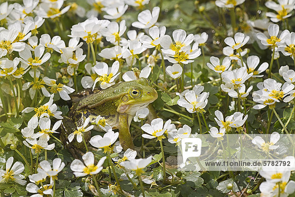 Teichfrosch (Pelophylax kl. esculentus  Pelophylax esculentus oder Rana esculenta) inmitten von weißen Blüten  Österreich  Europa