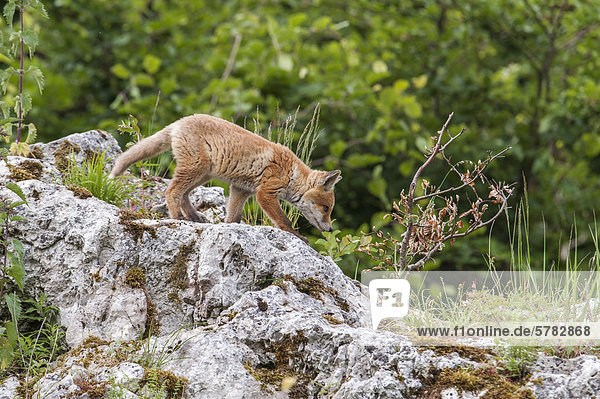Red fox (Vulpes vulpes)  cub  near Noerdlingen  Bavaria  Germany  Europe