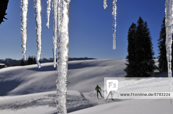 Cross-country skiers  Reit im Winkl  Chiemgau region  Bavaria  Germany  Europe