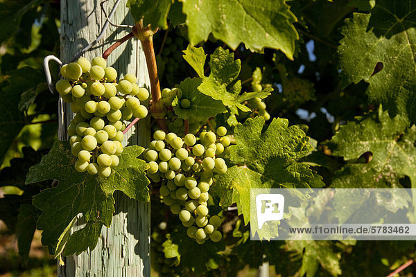 Junge Chardonnay-Trauben auf Reben  Meyer Familie Weinberge  Okanagan Valley  British Columbia