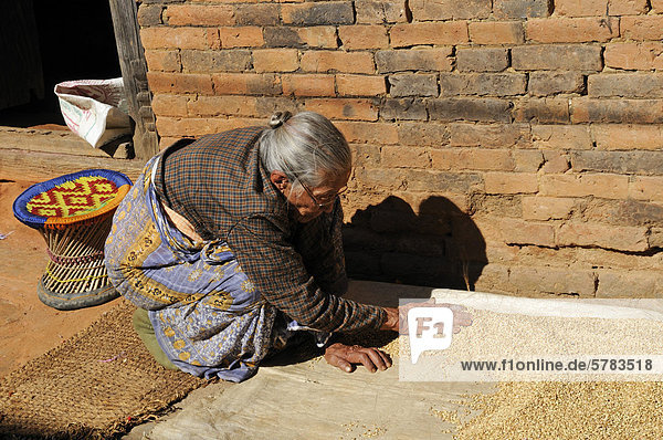 Alte Frau trennt Spreu vom Weizen  Changu Narayan  Kathmandu Valley  Nepal  Asien