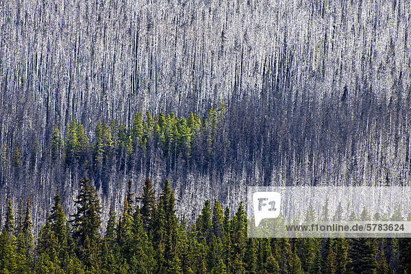 Leben Sie und verbrannten Sie Wald in der Region Cariboo Chilcotin British Columbia Kanada