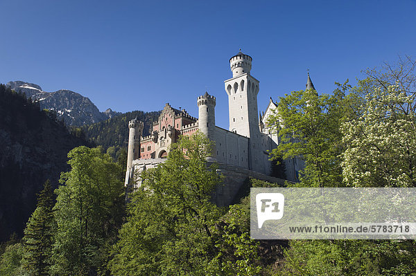 Schloss Neuschwanstein  Schwangau bei Füssen  Bayerische Alpen  Allgäu  Oberbayern  Bayern  Deutschland  Europa