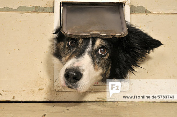 Border Collie schaut durch Katzenklappe