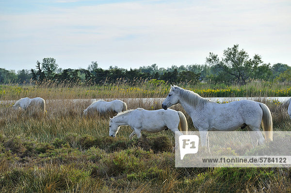 Camarguepferde (Equus caballus)  Camargue  Frankreich  Europa